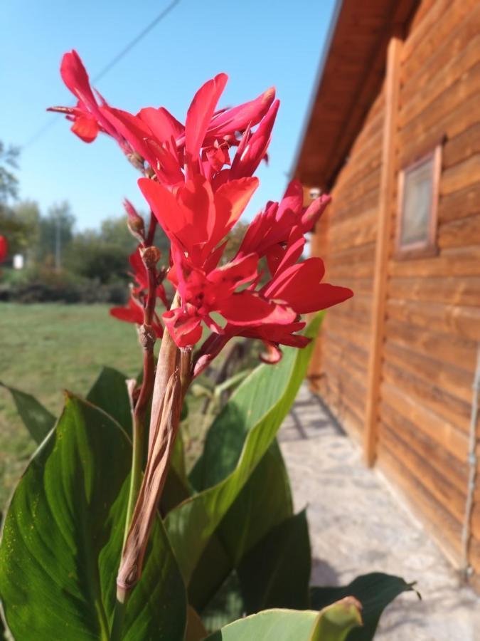 Lolini Bungalovi Novi Sad Esterno foto